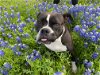 adoptable Dog in euless, TX named Junebug