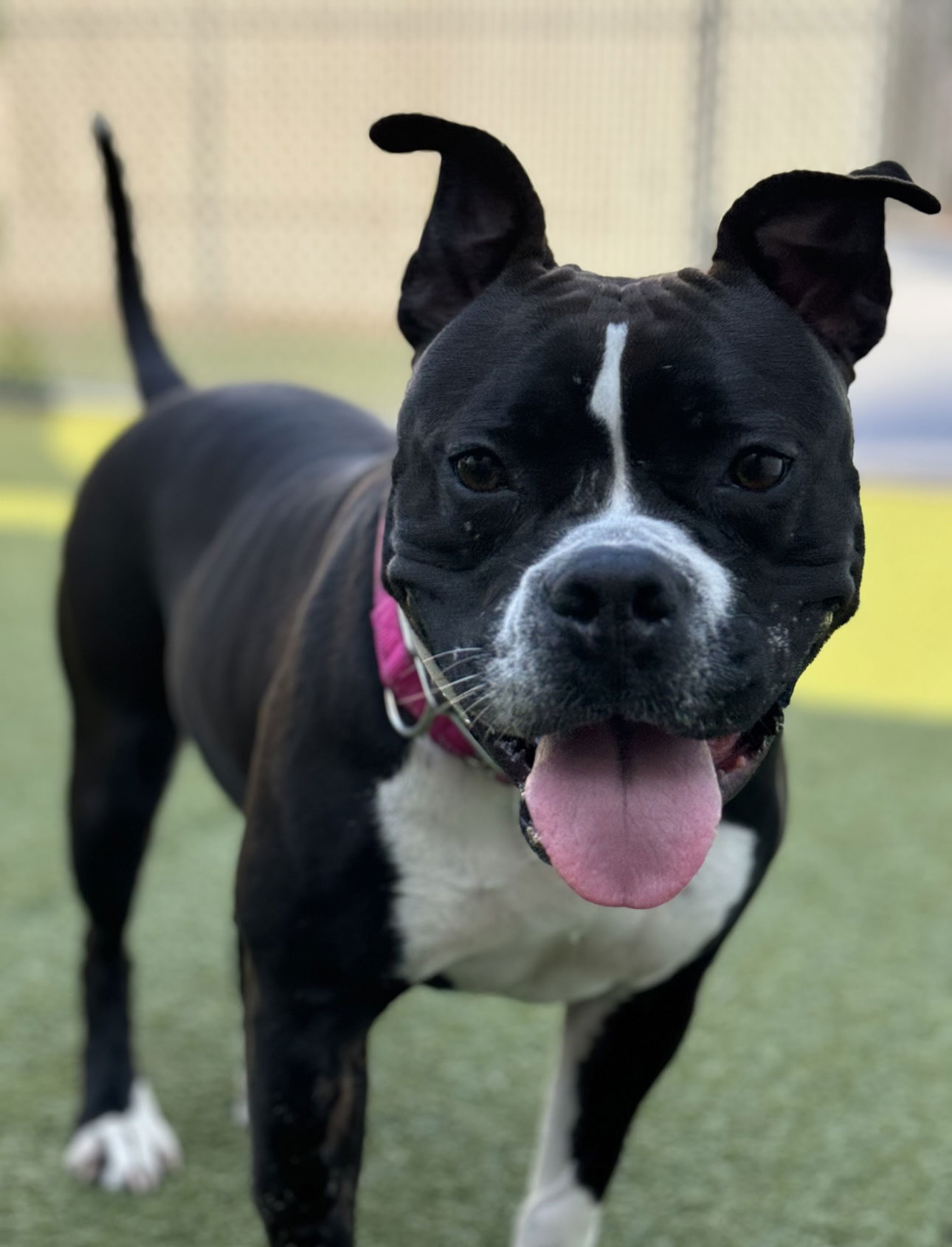 adoptable Dog in Euless, TX named Junebug