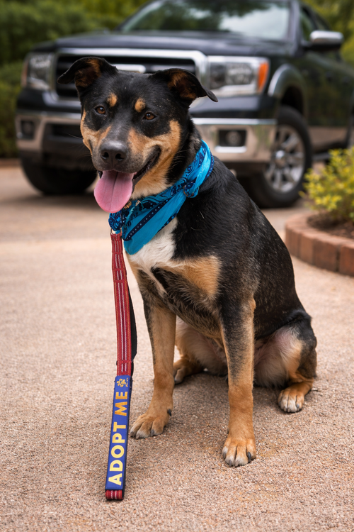 Kaiser, an adoptable Cattle Dog in Euless, TX