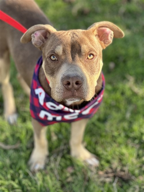 Dogs for Adoption in North Richland Hills, Texas | Alpha Paw