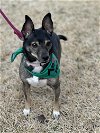 adoptable Dog in euless, TX named Bailey