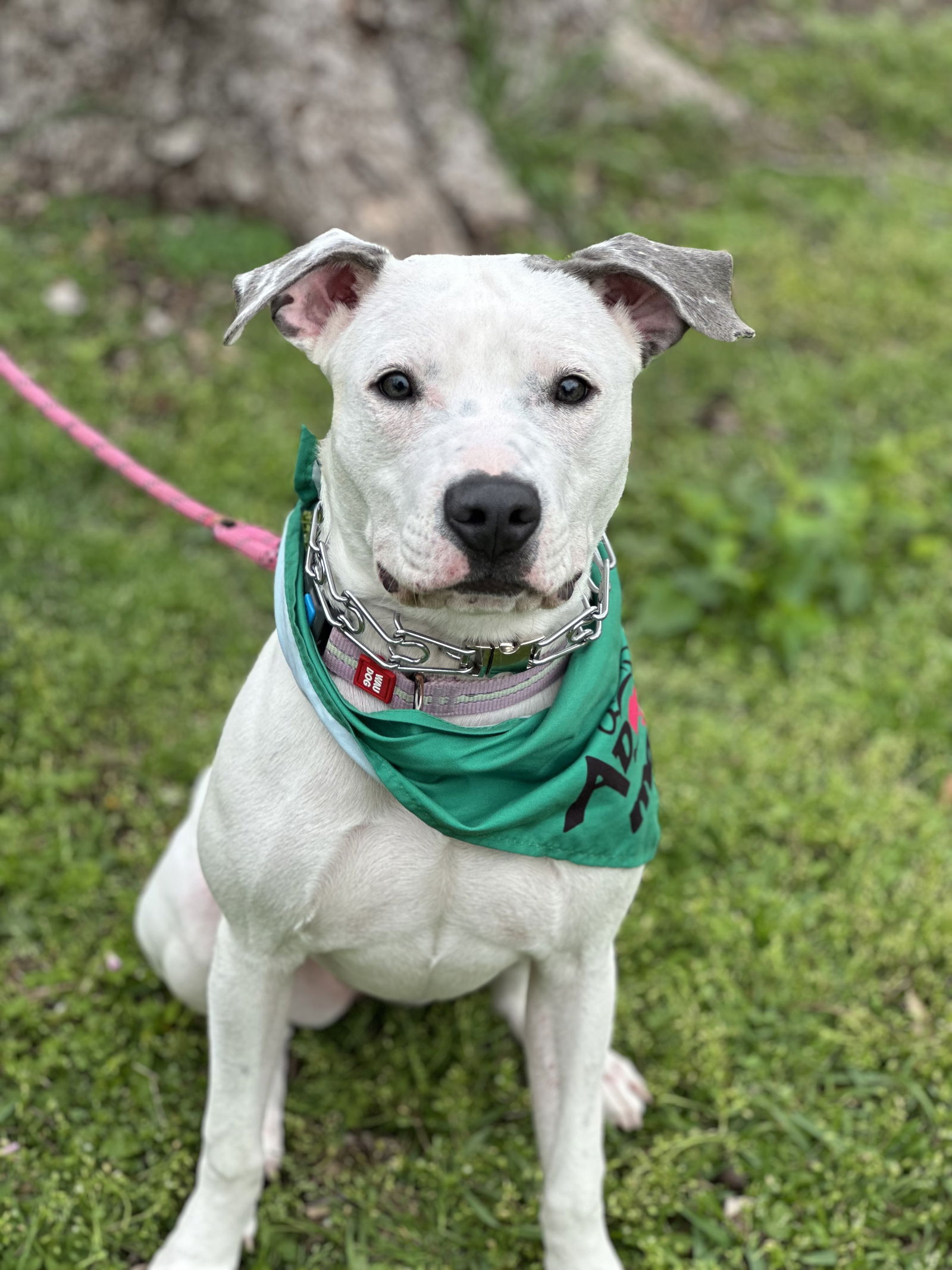 adoptable Dog in Euless, TX named Misty