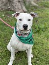 adoptable Dog in  named Misty