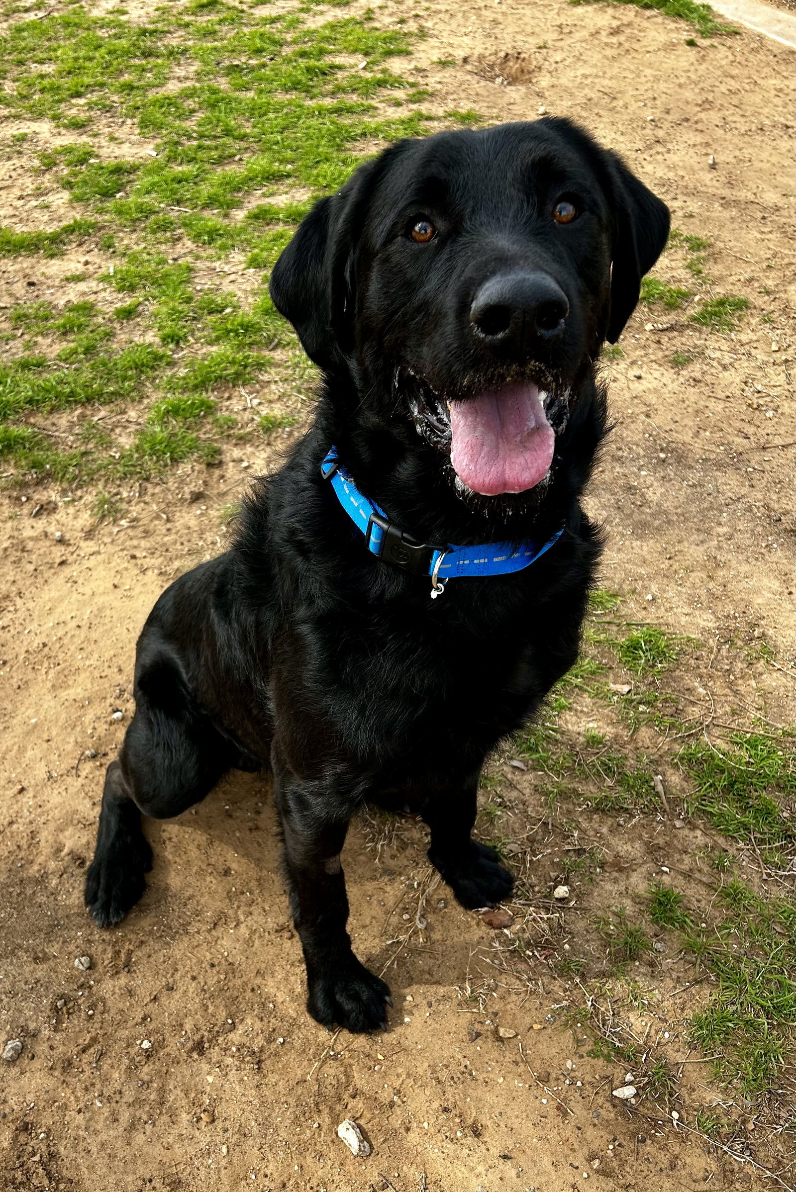 adoptable Dog in Euless, TX named Hunter