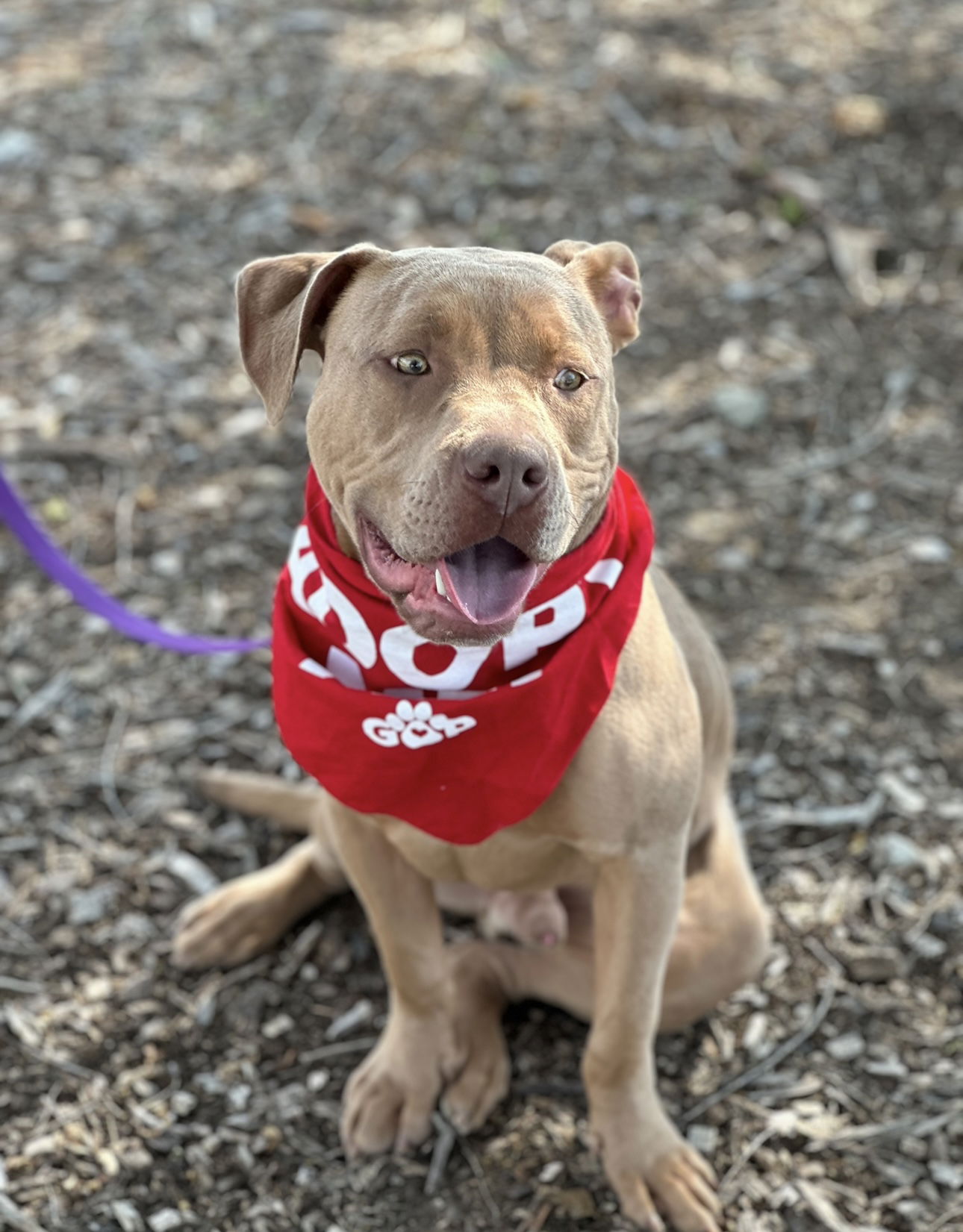 adoptable Dog in Euless, TX named Dandy