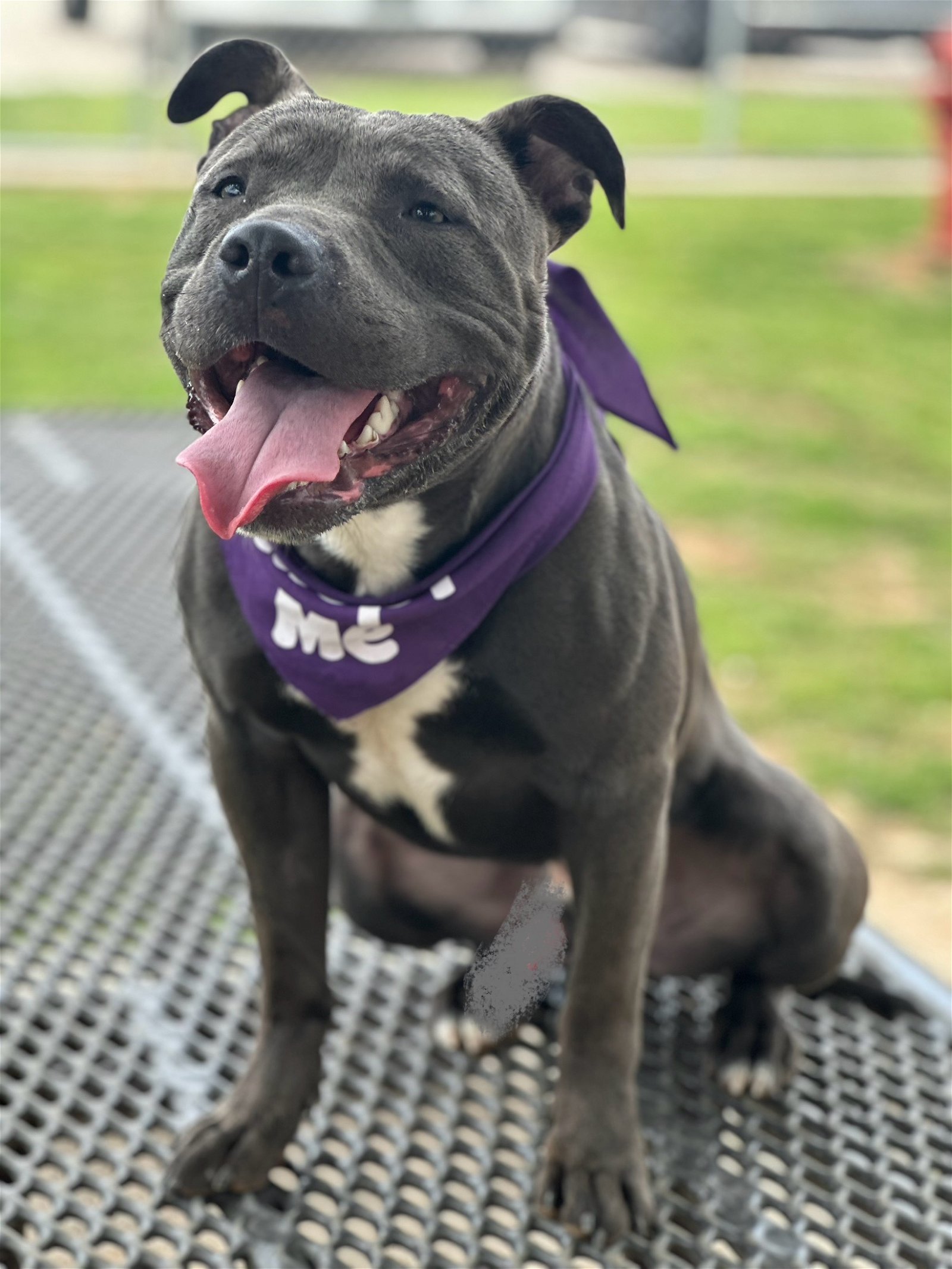 adoptable Dog in Euless, TX named Kelce