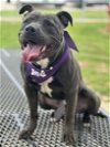 adoptable Dog in euless, TX named Kelce