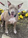 adoptable Dog in euless, tx, TX named Drako