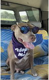 adoptable Dog in Euless, TX named Drako