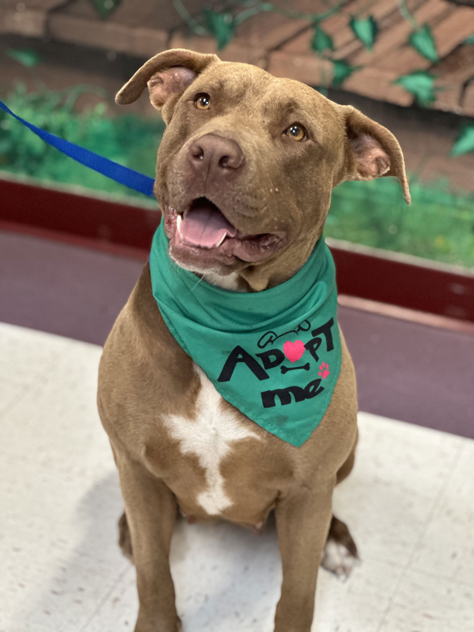 adoptable Dog in Euless, TX named Zelda