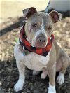 adoptable Dog in euless, TX named Morris
