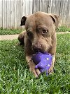 adoptable Dog in euless, TX named Siri