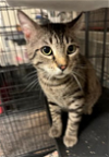 adoptable Cat in  named Harley - Courtesy Post