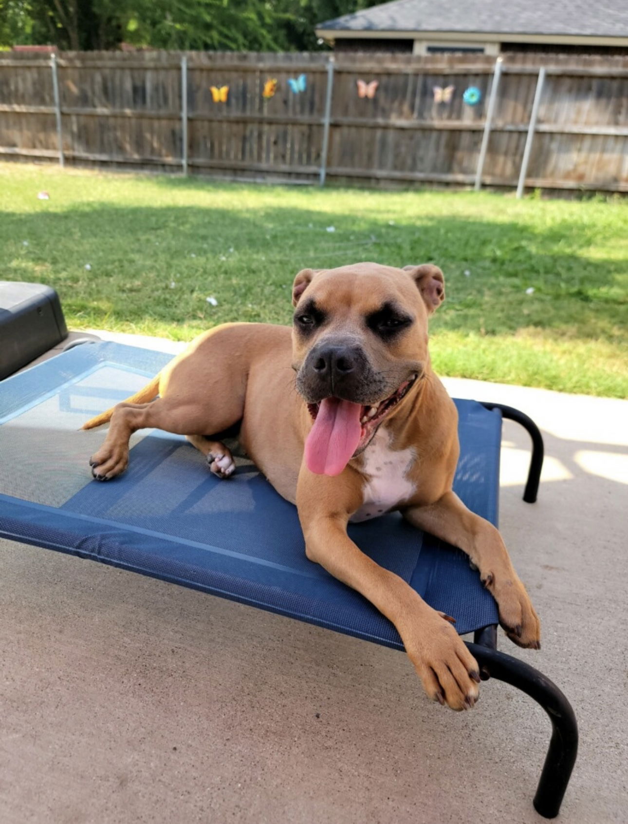 adoptable Dog in Euless, TX named Swifty