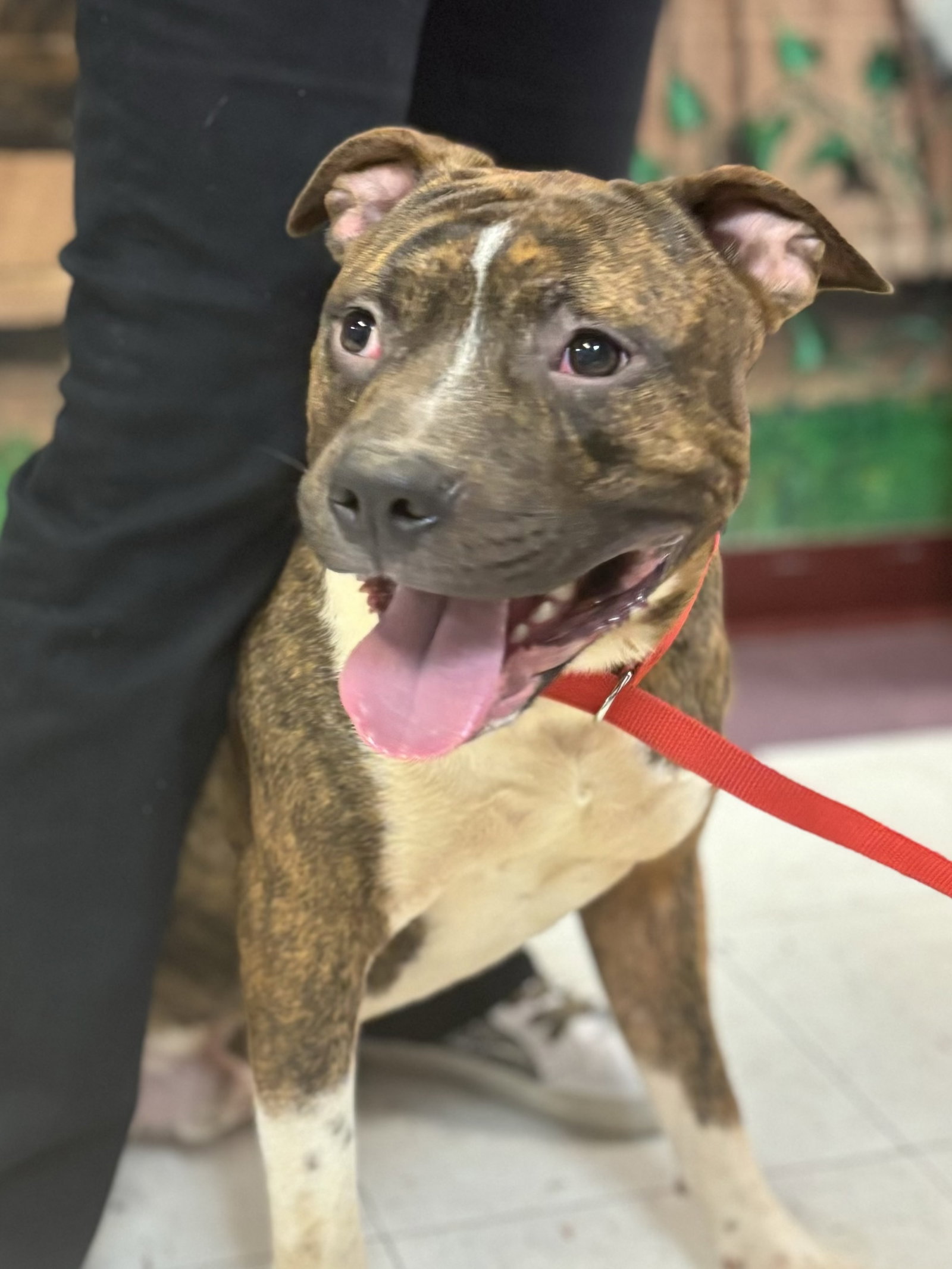 Dog for Adoption - Jax, a American Pit Bull Terrier in Plano, TX ...