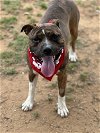 adoptable Dog in euless, TX named Jax