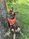 adoptable Dog in euless, TX named Cocoa