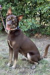 adoptable Dog in Euless, TX named Cocoa