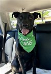 adoptable Dog in euless, TX named Shadow