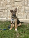 adoptable Dog in euless, TX named Briggs