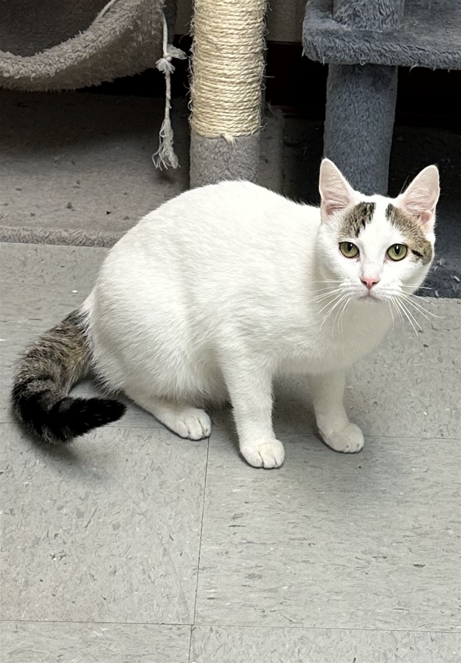 adoptable Cat in Euless, TX named Snow
