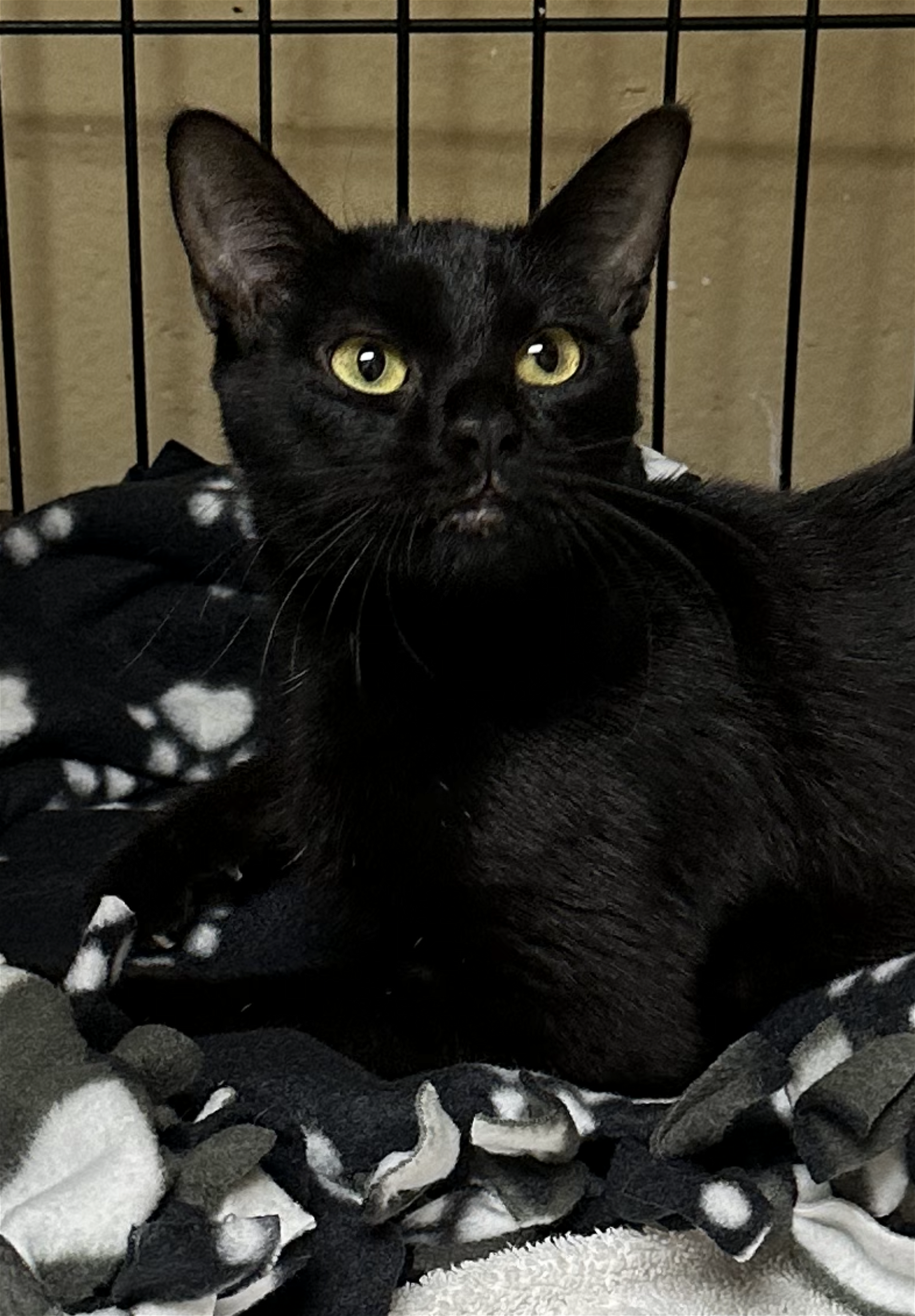adoptable Cat in Euless, TX named Ebony