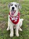 adoptable Dog in euless, TX named Logan