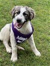 adoptable Dog in euless, TX named Legend