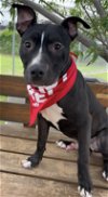 adoptable Dog in euless, TX named Buck