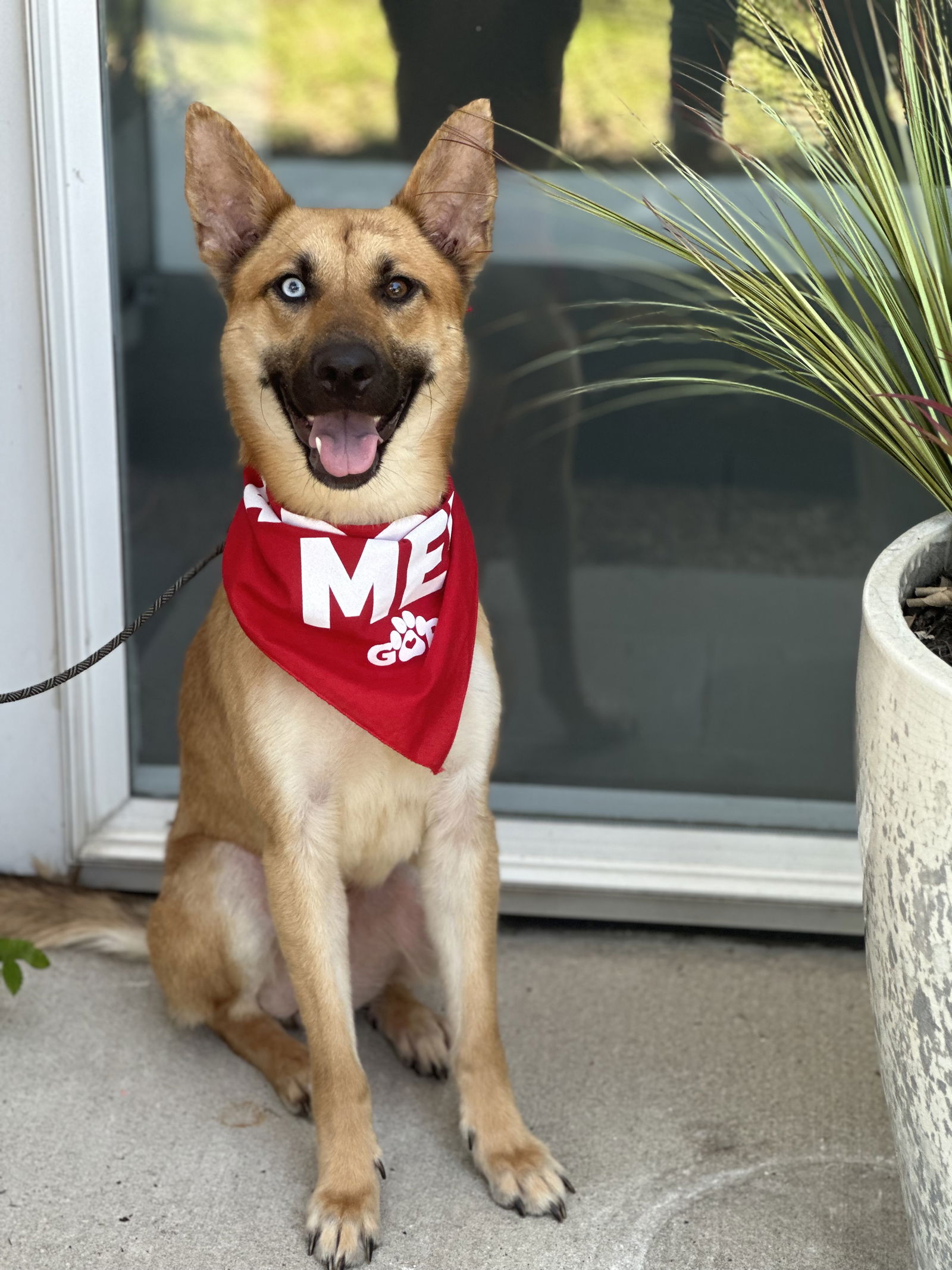 adoptable Dog in Euless, TX named Goldie