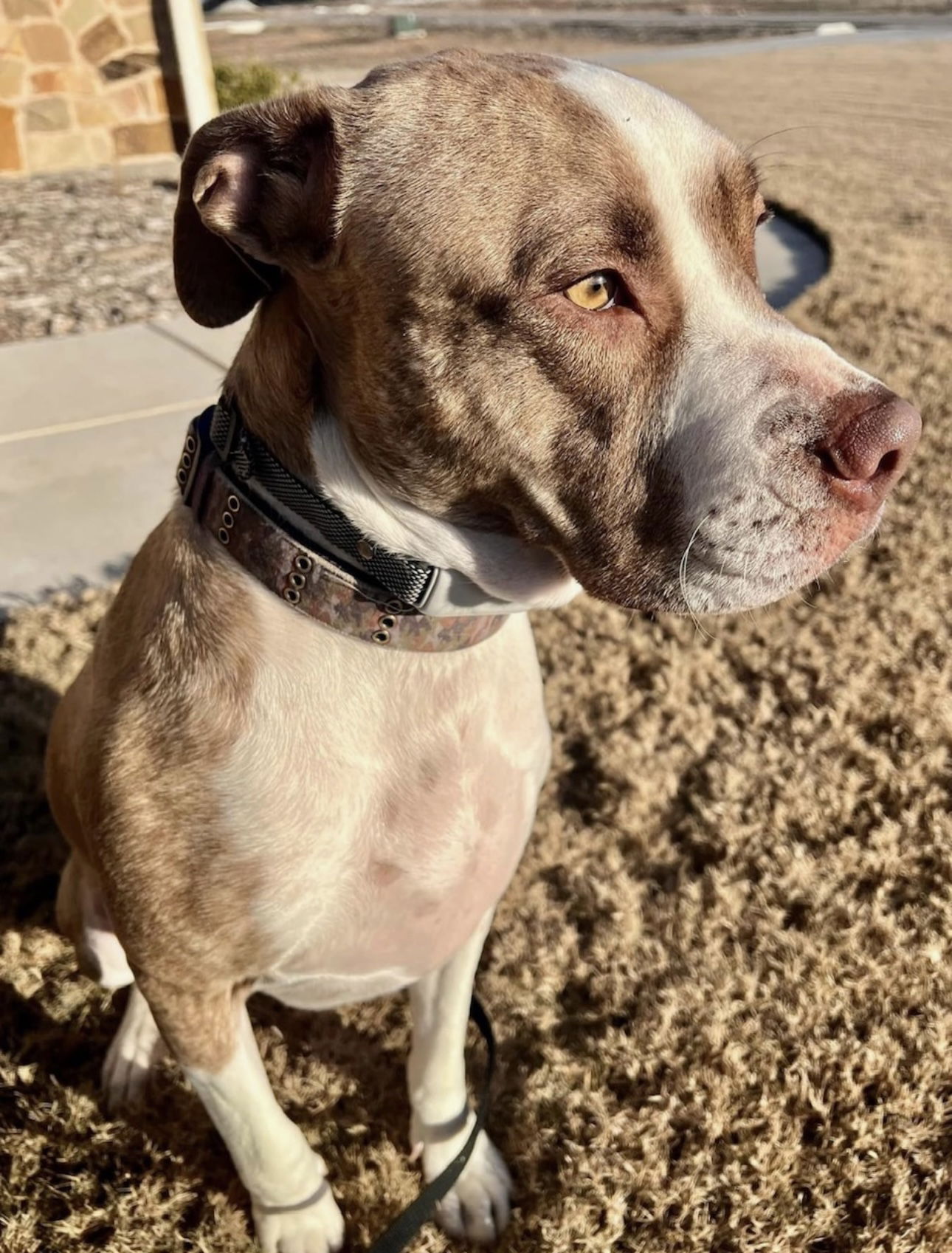 adoptable Dog in Euless, TX named Kota