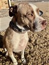 adoptable Dog in euless, TX named Kota