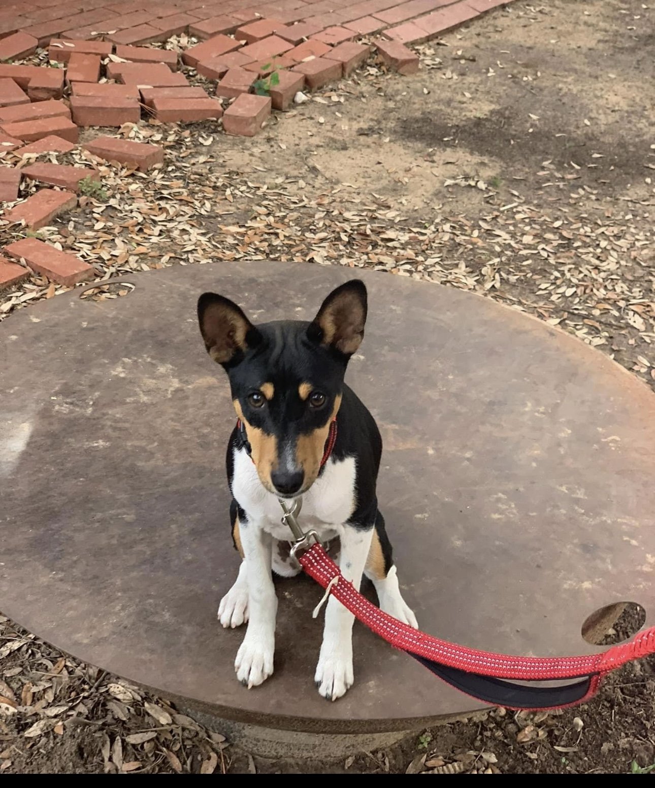 adoptable Dog in Euless, TX named Algi