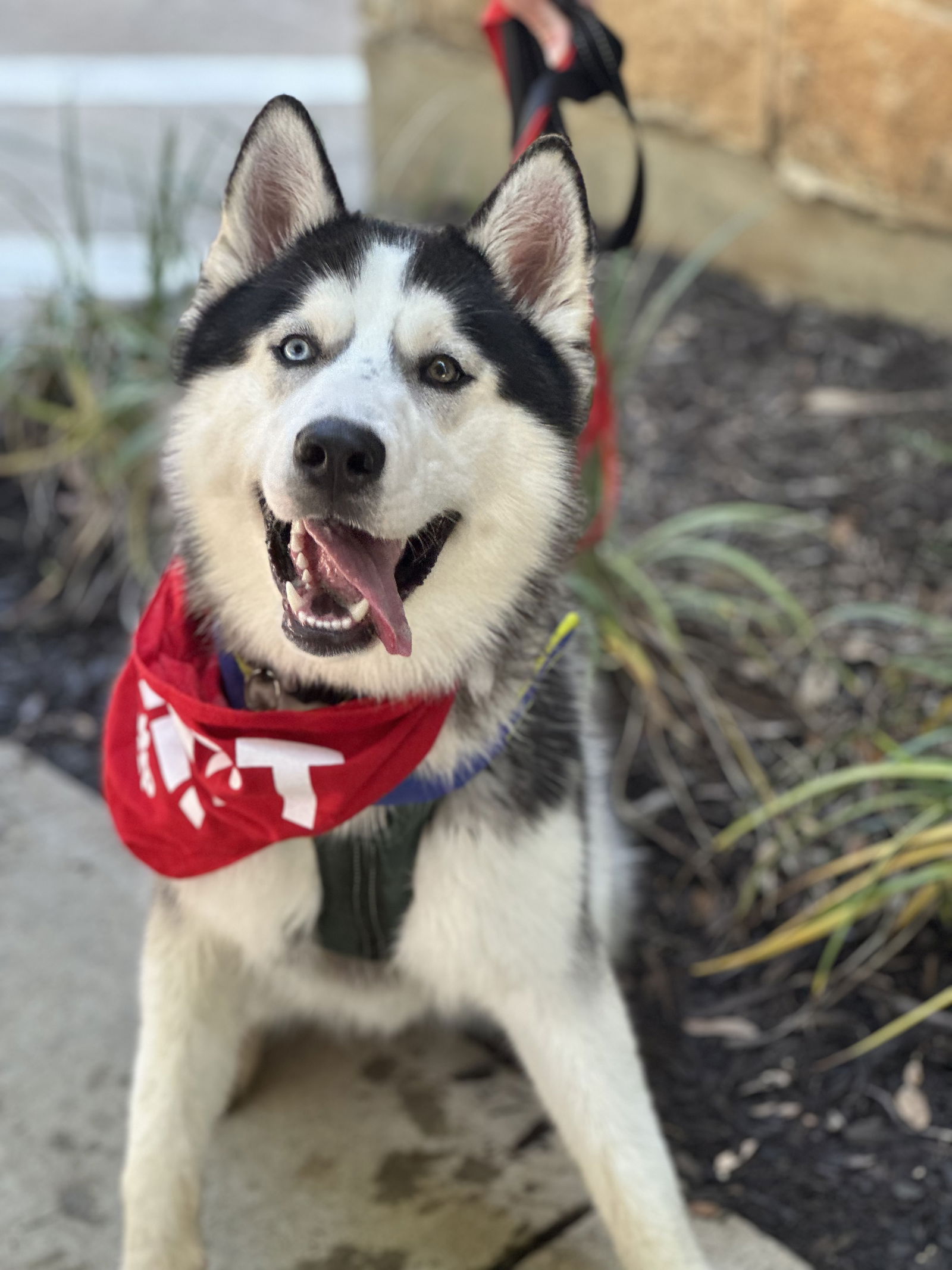 adoptable Dog in Euless, TX named Dakota