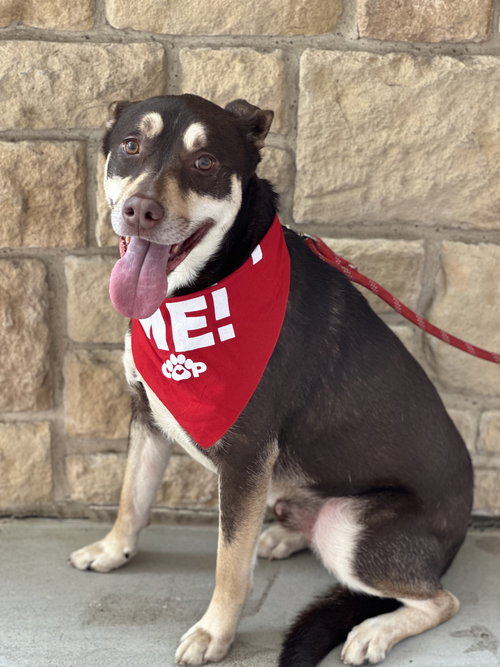 SAGE II - Australian Kelpie / Husky available for adoption