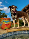 Sage II - Photo 4