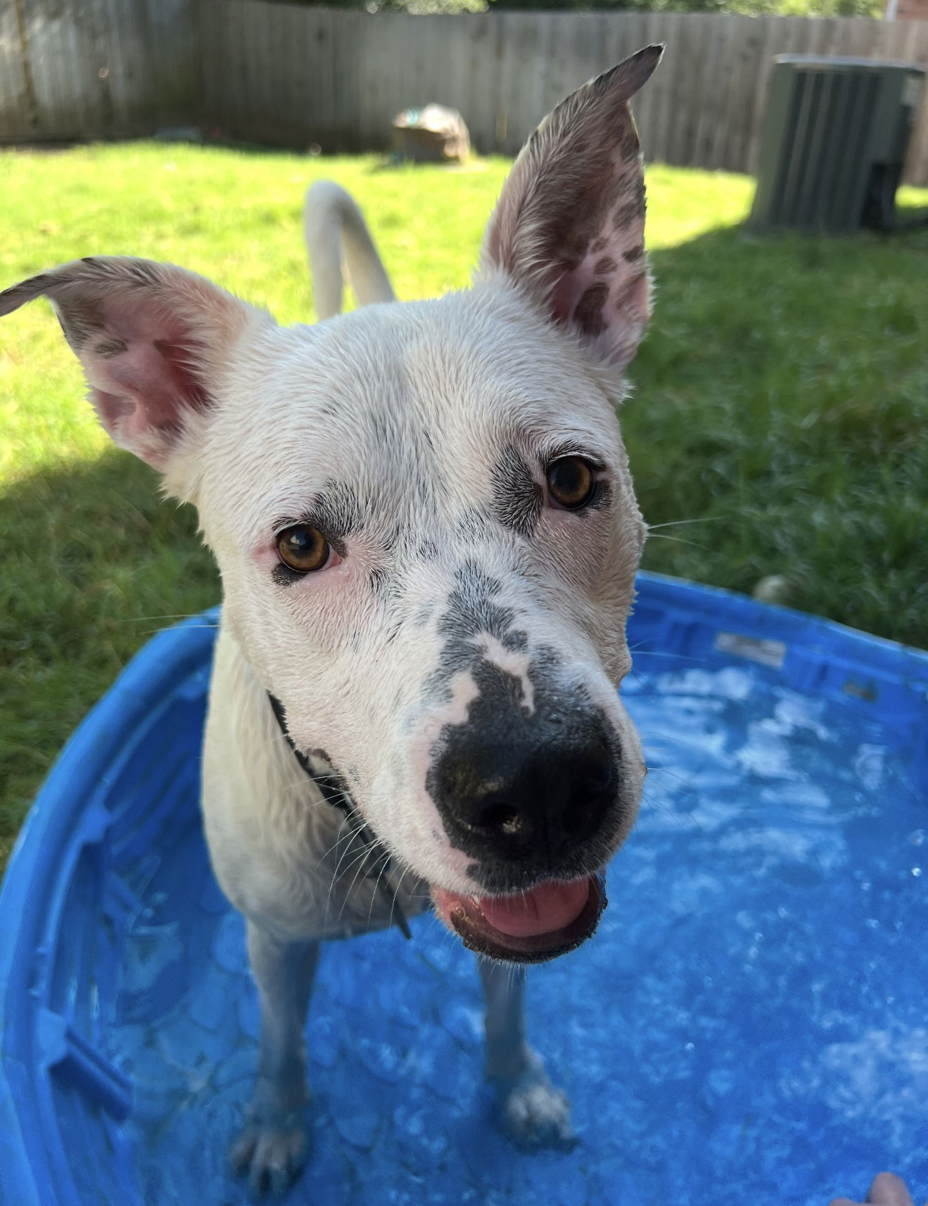 adoptable Dog in Euless, TX named Biscuit