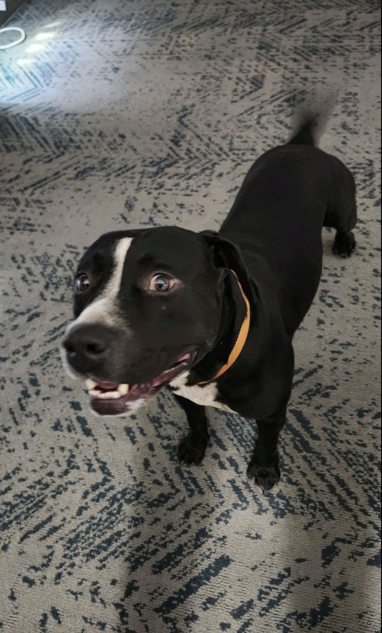 adoptable Dog in Euless, TX named Nash