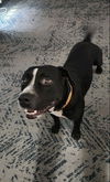 adoptable Dog in  named Nash