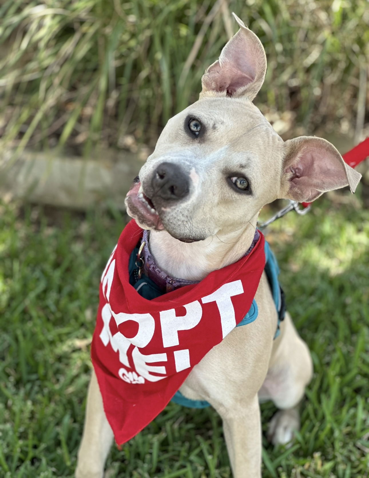 adoptable Dog in Euless, TX named Blossom