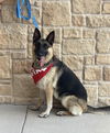 adoptable Dog in Euless, TX named Nala