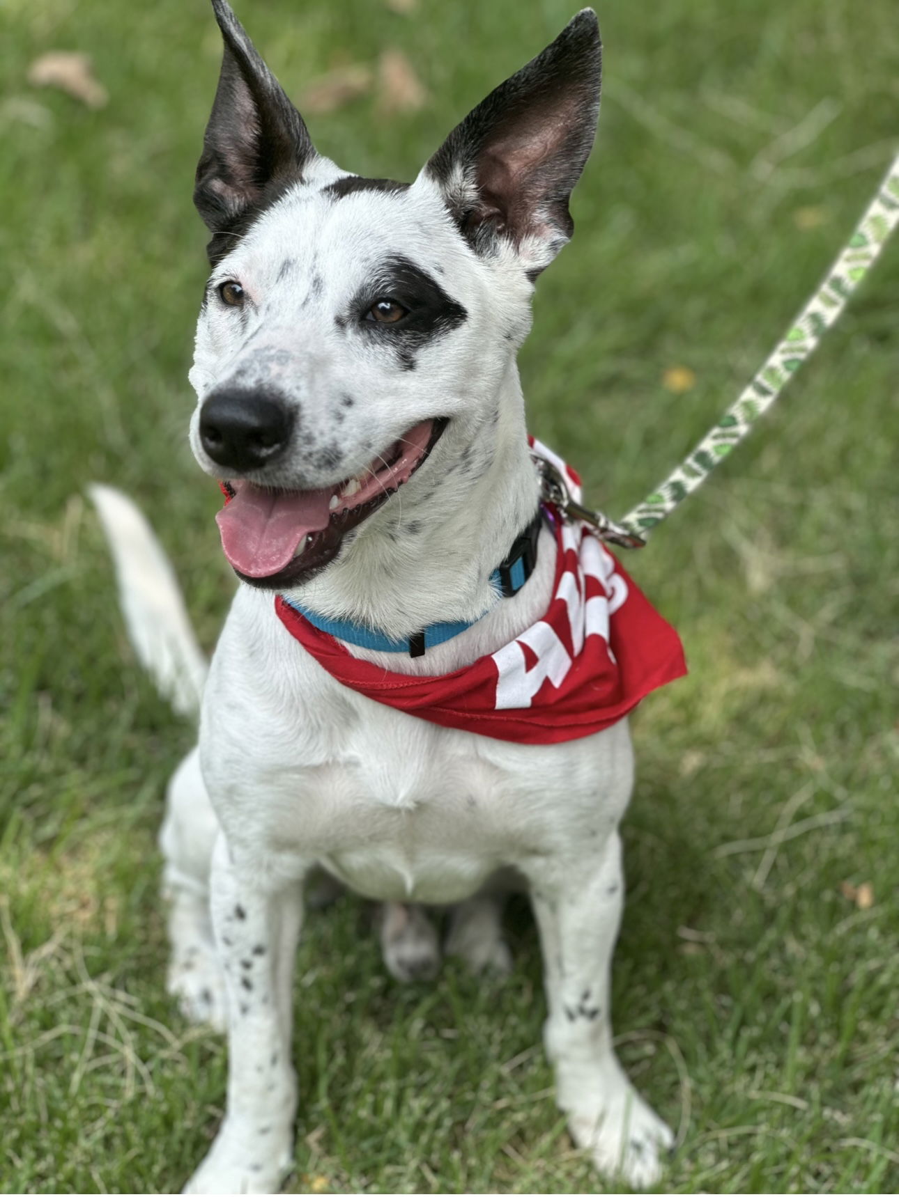 adoptable Dog in Euless, TX named Holiday