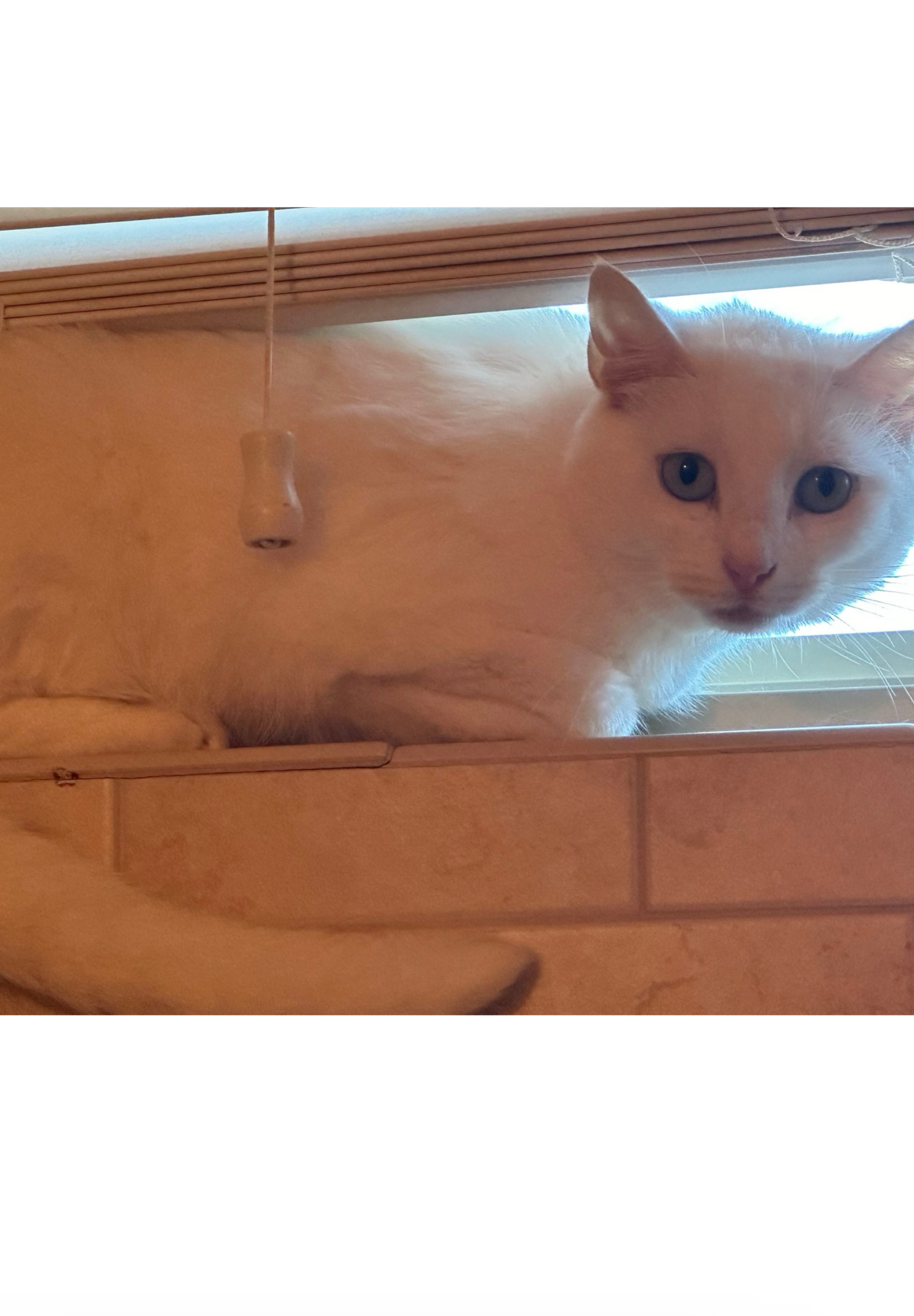 adoptable Cat in Euless, TX named Snow White - Courtesy Post