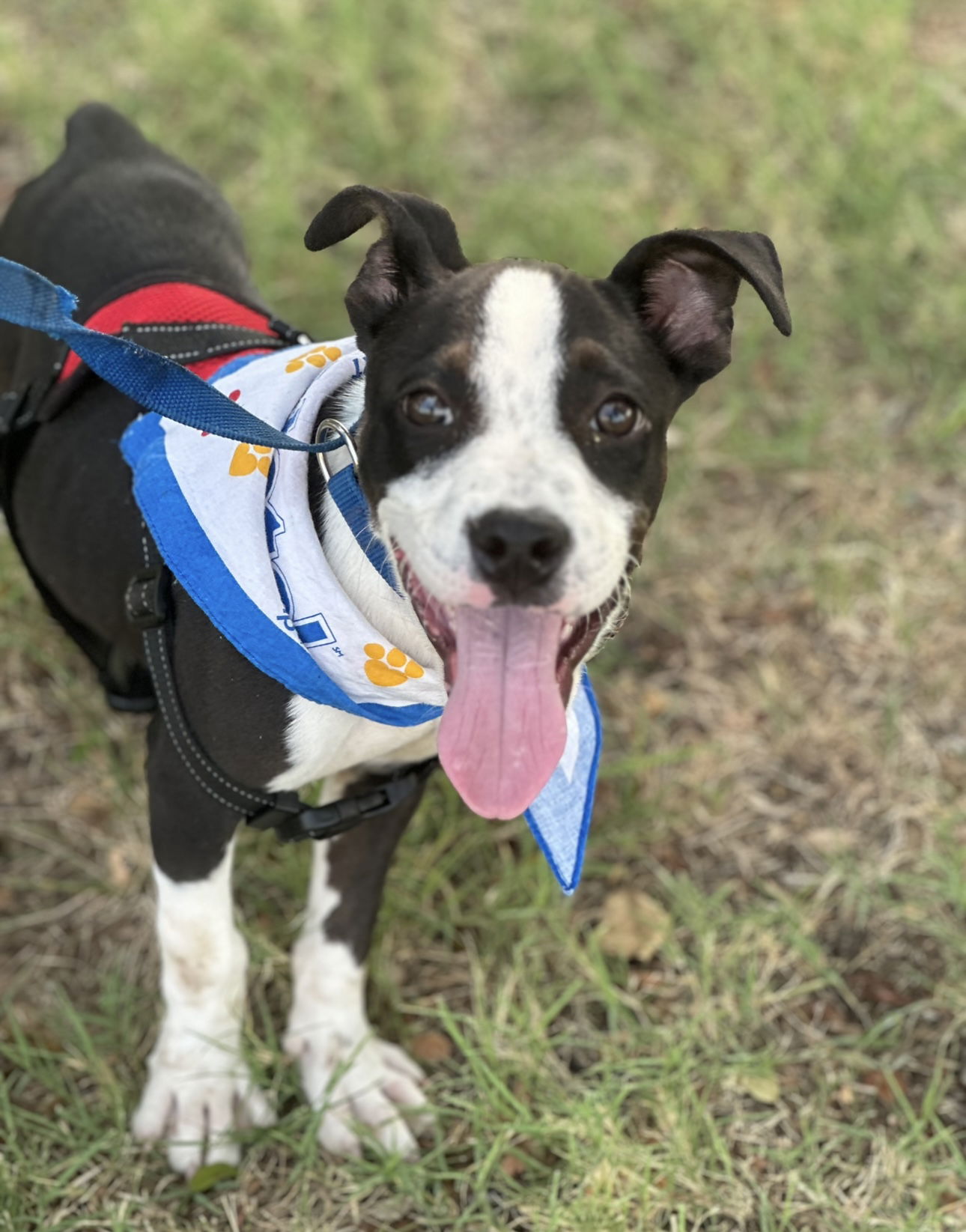 adoptable Dog in Euless, TX named Bowie