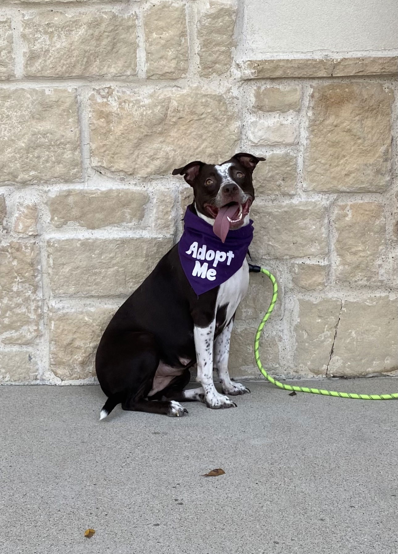 adoptable Dog in Euless, TX named Sabrina