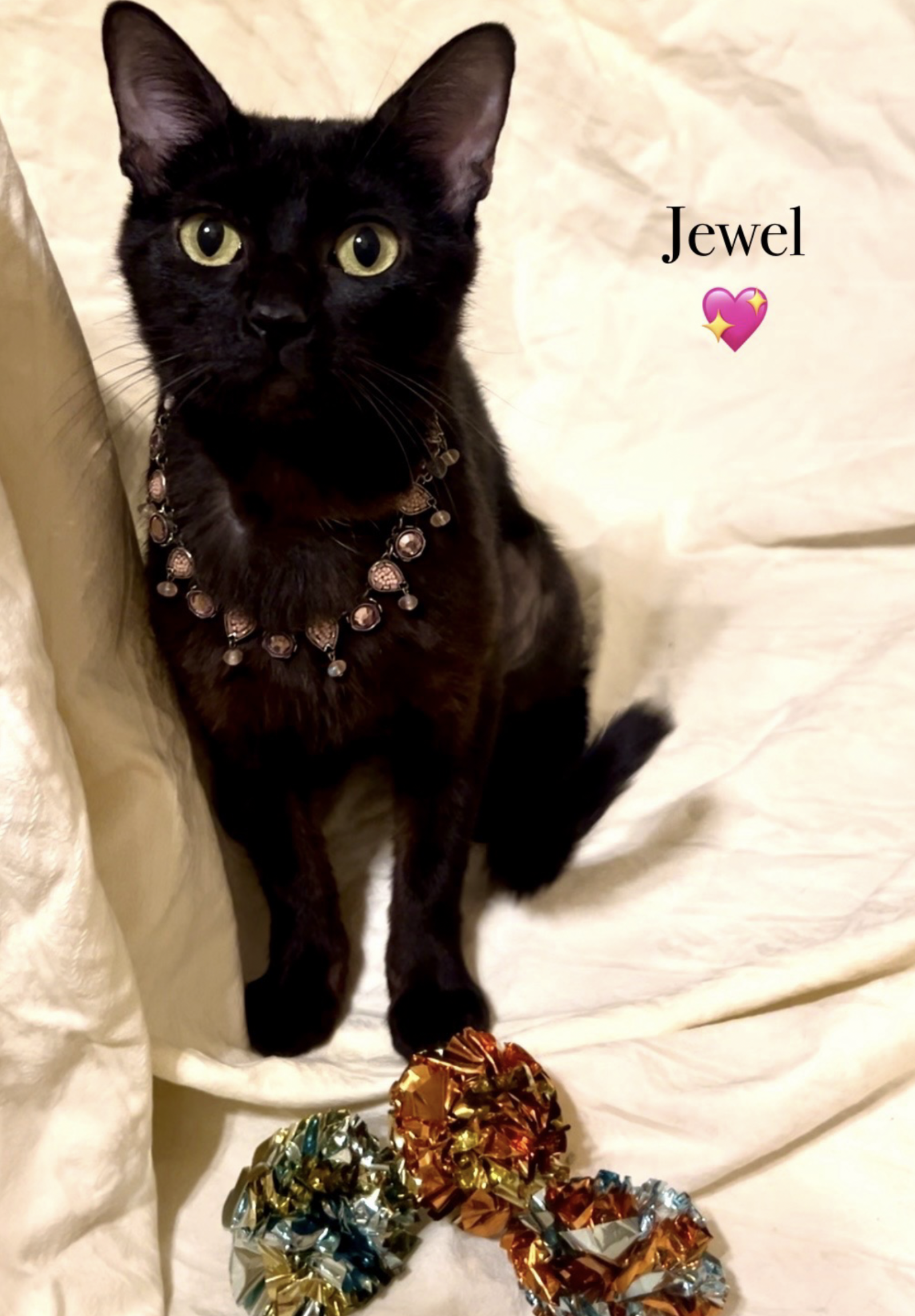 adoptable Cat in Euless, TX named Jewel - Courtesy Post