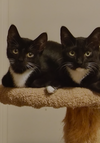 adoptable Cat in Euless, TX named Peppa and Boots - Courtesy Post