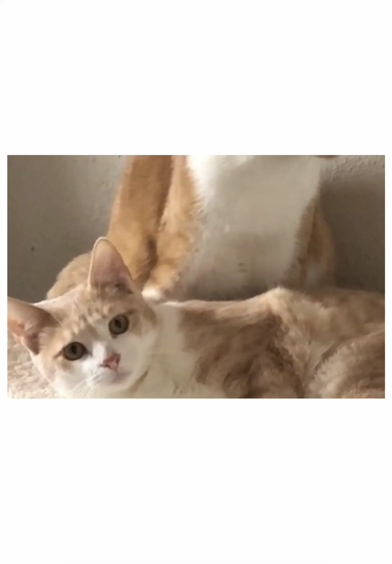 Gabriel - Courtesy Post image 1