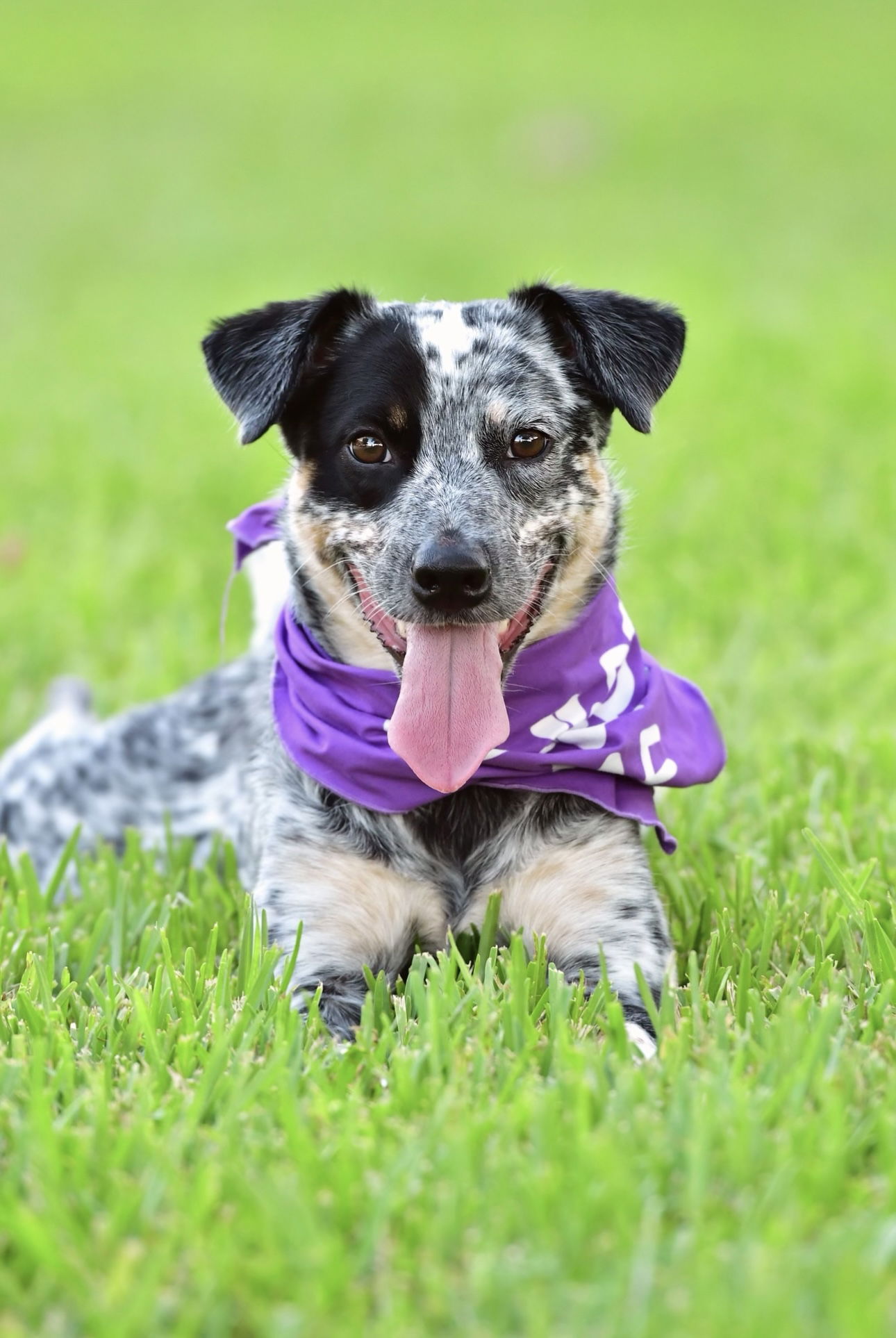 adoptable Dog in Euless, TX named Abby