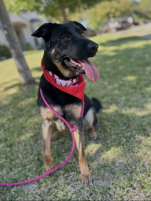 KENNEDY - Shepherd / German Shepherd Dog available for adoption